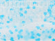 Krypto Blue